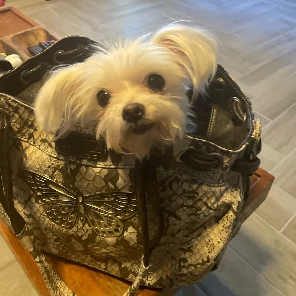 Travel dog carrier